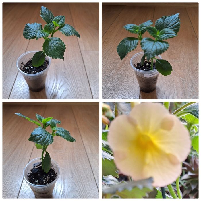 Колеус ,гастерия, сансевиерия , филодендрон