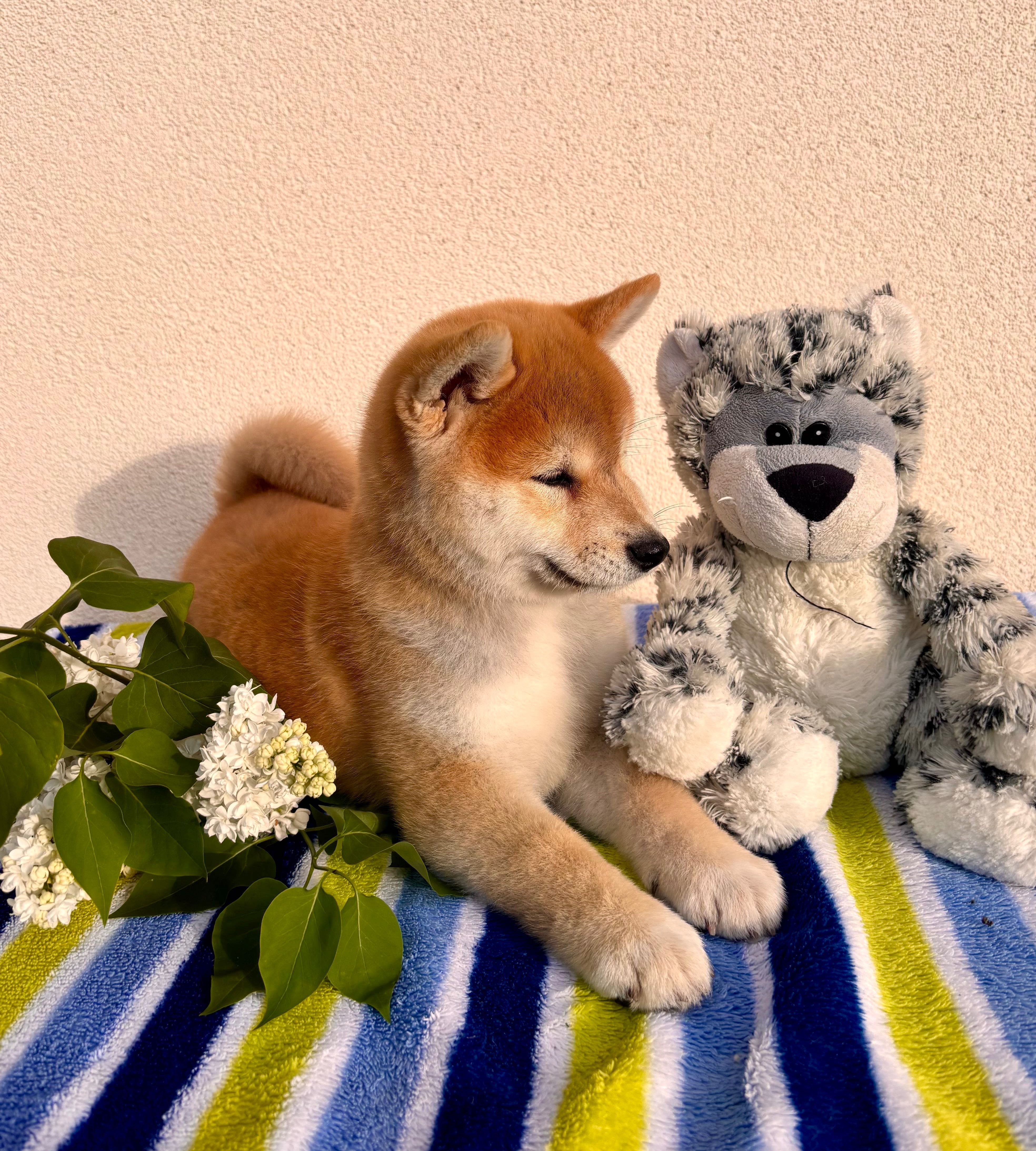 shiba piesek ZKwP