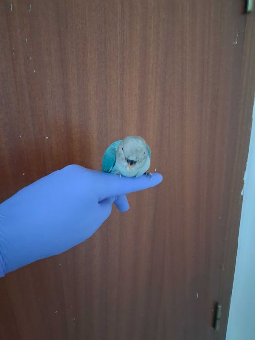 Agapornis Rosicolis criados á  mão