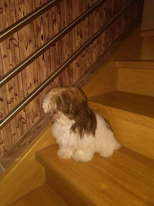 Shih tzu suczka gen czekoladowy