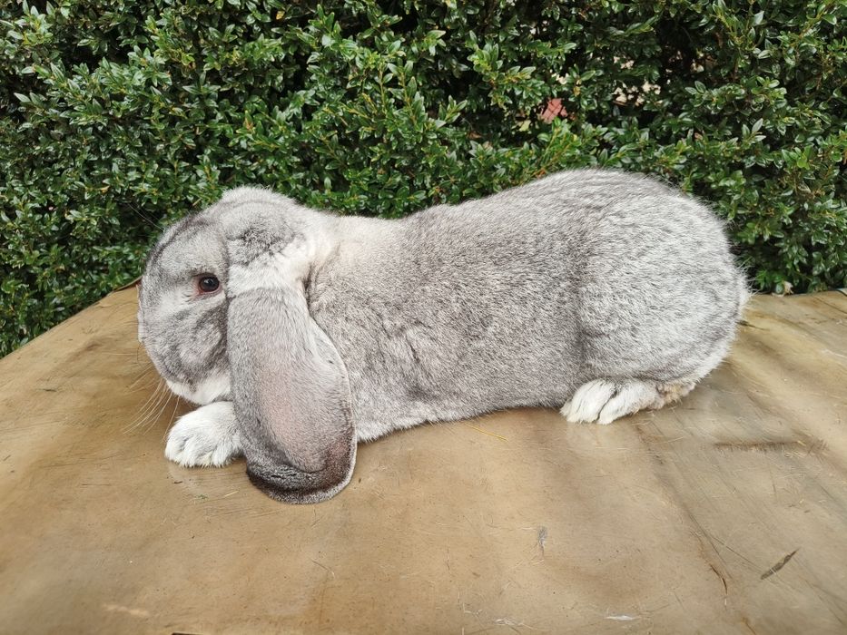 Baran Francuski Szynszylowy SAMIEC królik