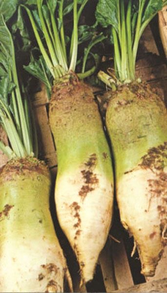 Продам буряки кормові