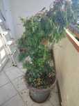 Kwiaty na balkon, duże, donicami
