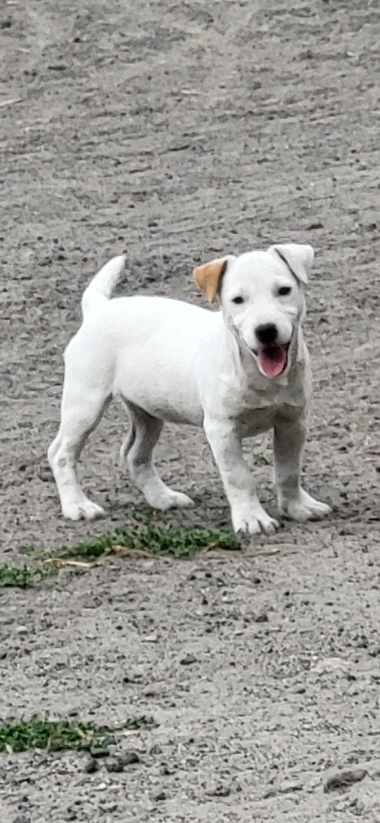 Jack Russel Terrier Suczka!