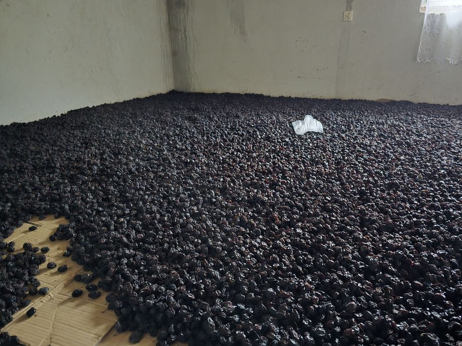 Śliwka suszona tradycyjną metodą damacha lub węgierka. Naturalna!