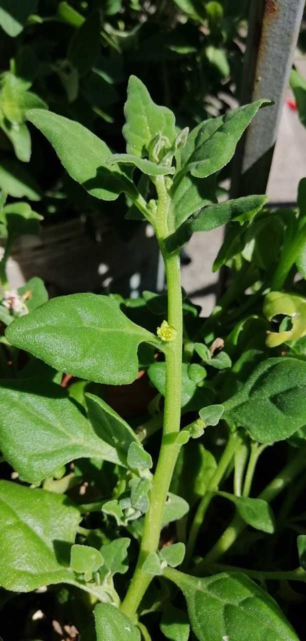 Plantas em vaso ou muda: Orégãos, Alecrim, Cidreira, Maracujá e outros