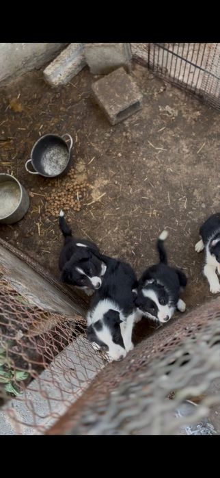 Bordie collie cachorro a bom preço