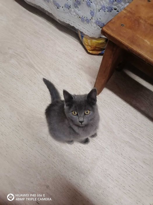 Отдам даром в хорошие руки