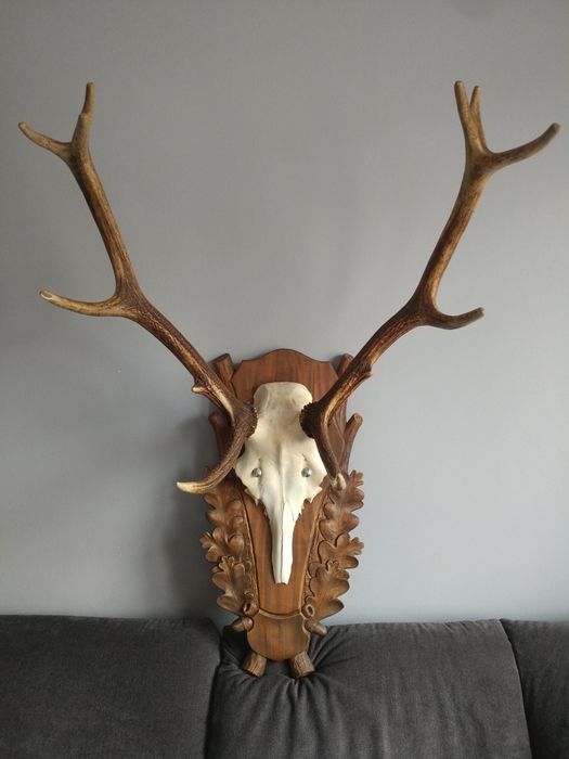 Poroże jelenia wieniec trofeum dwunastak