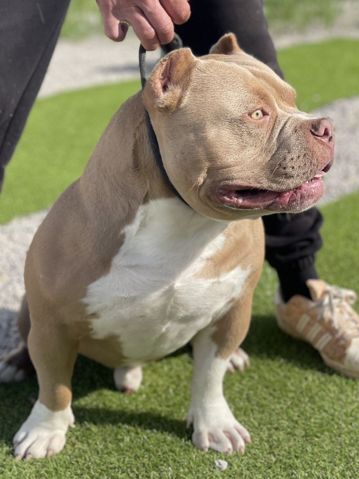 American Bully Pocket Montas
