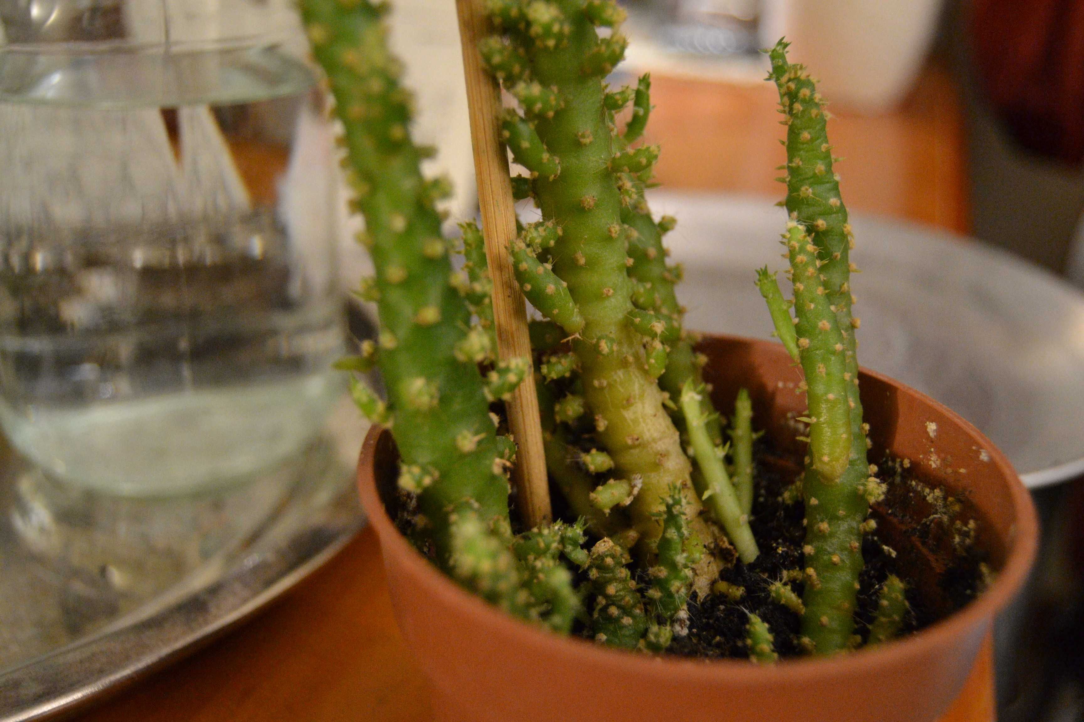 Kaktus Austrocylindropuntia subulata opuncja cylindryczna roślina