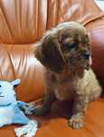 Cavalier King Charles spaniel