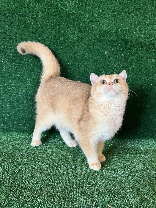 Британська золота шиншила хлопчик 6 міс‼️