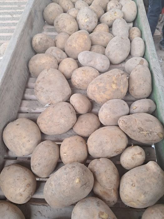 Ziemniak odmiany Soraya