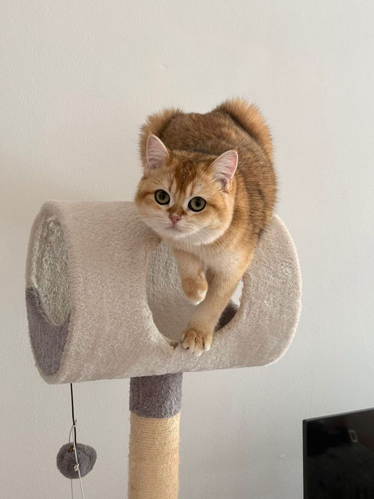 Gatinha british shorthair Golden para Acasalar
