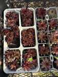 Rojnik murowy 'Red' Sempervivum tectorum albo trawa red balon