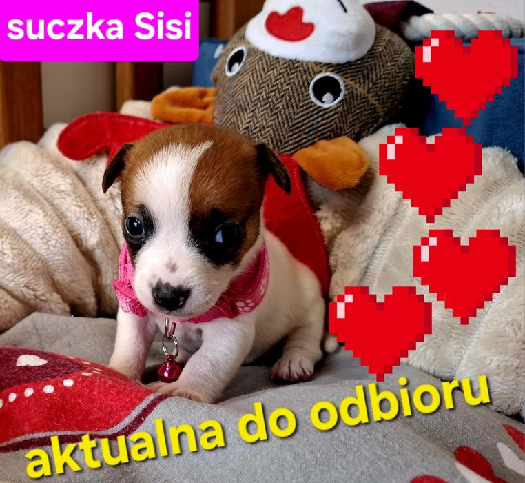 Malutka Sisi Jack JUŻ DO ODBIORU tata FCI RODZICEw  hodowli