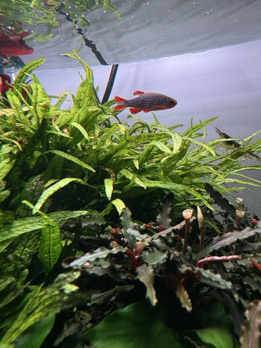 Rasboras Galaxy (Danio margaritatus)