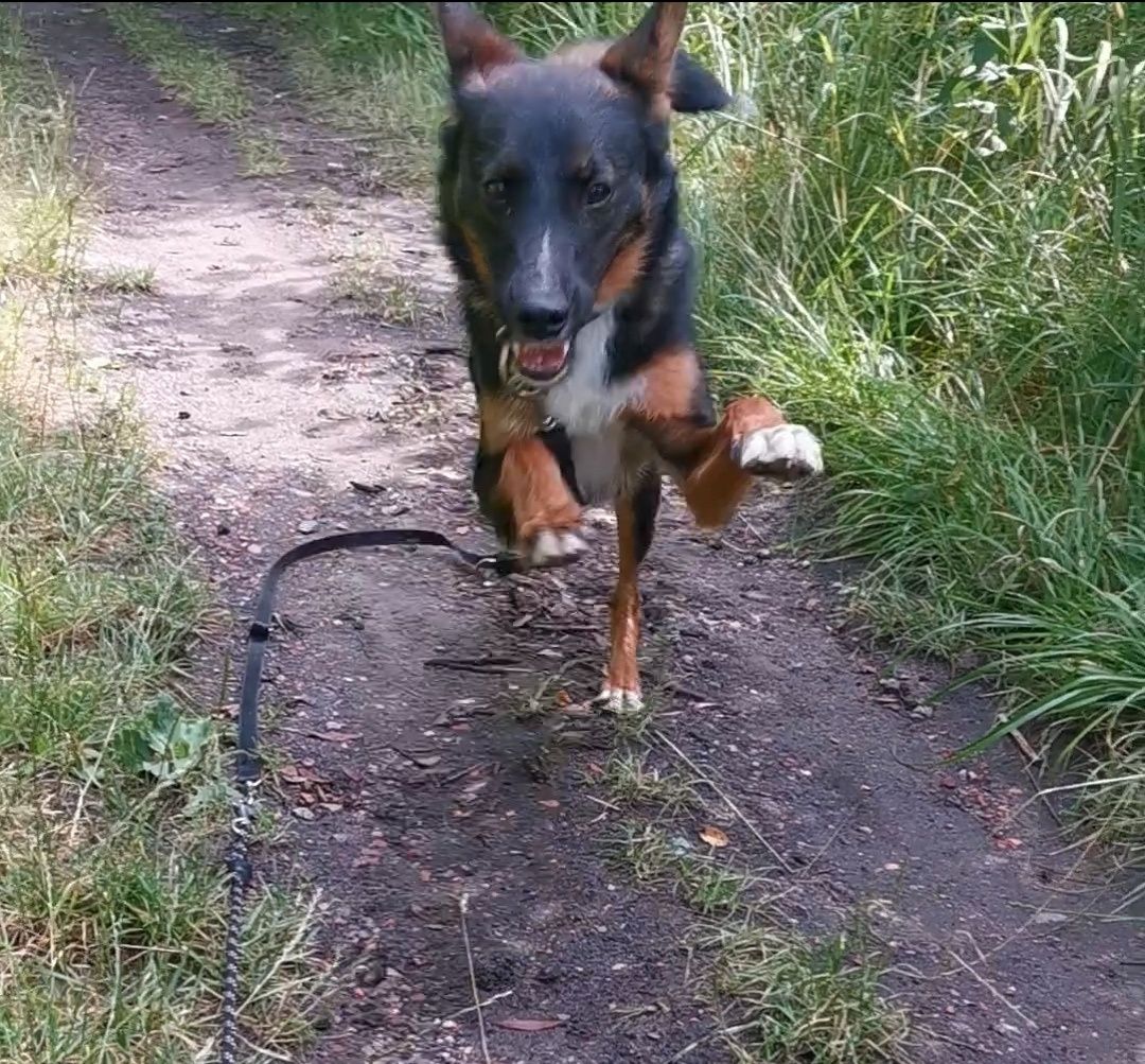 Wirek piesek ze schroniska Rybnik
