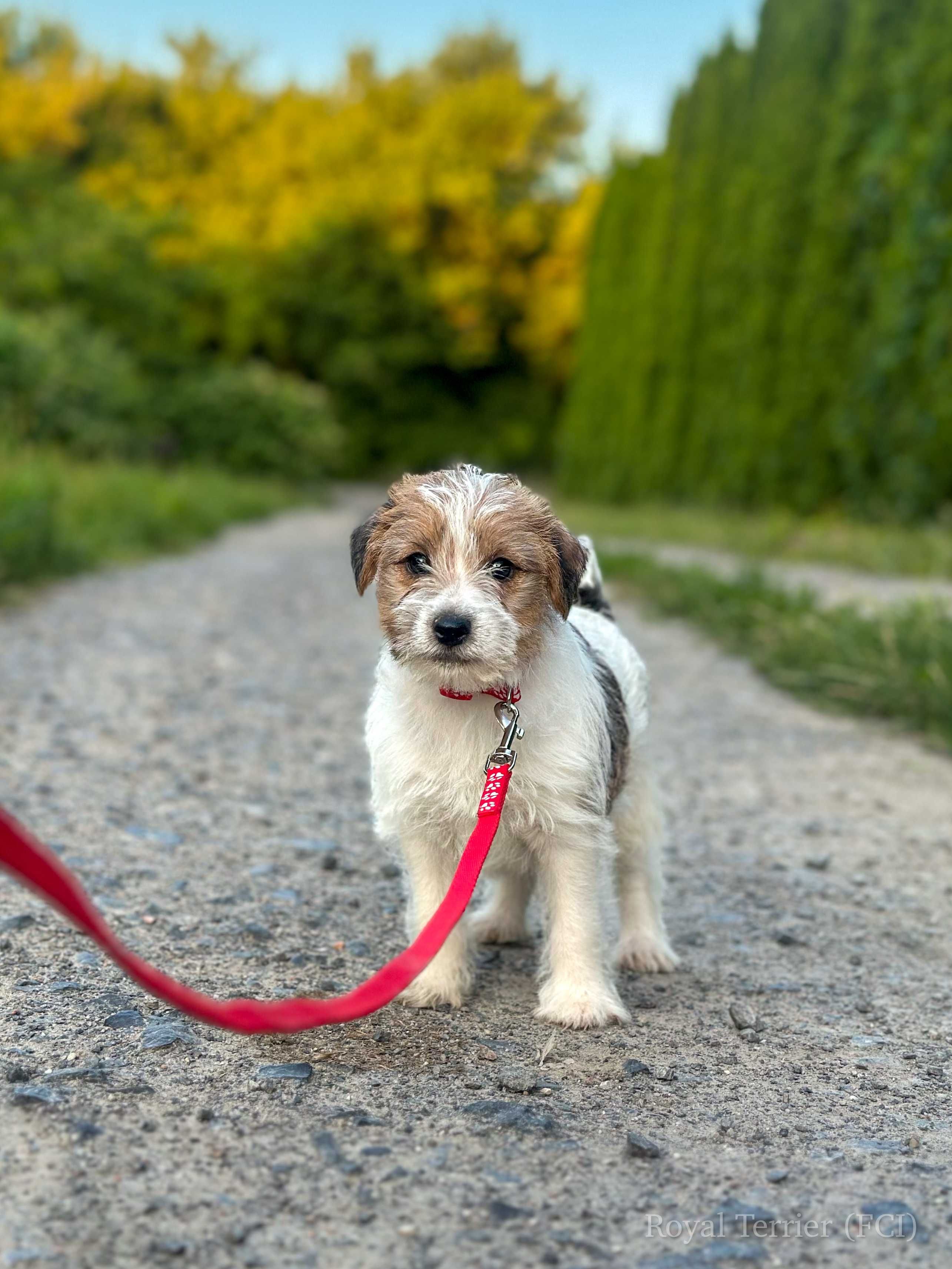 piesek Jack Russell terrier ZKWP/FCI szorstkowłosy