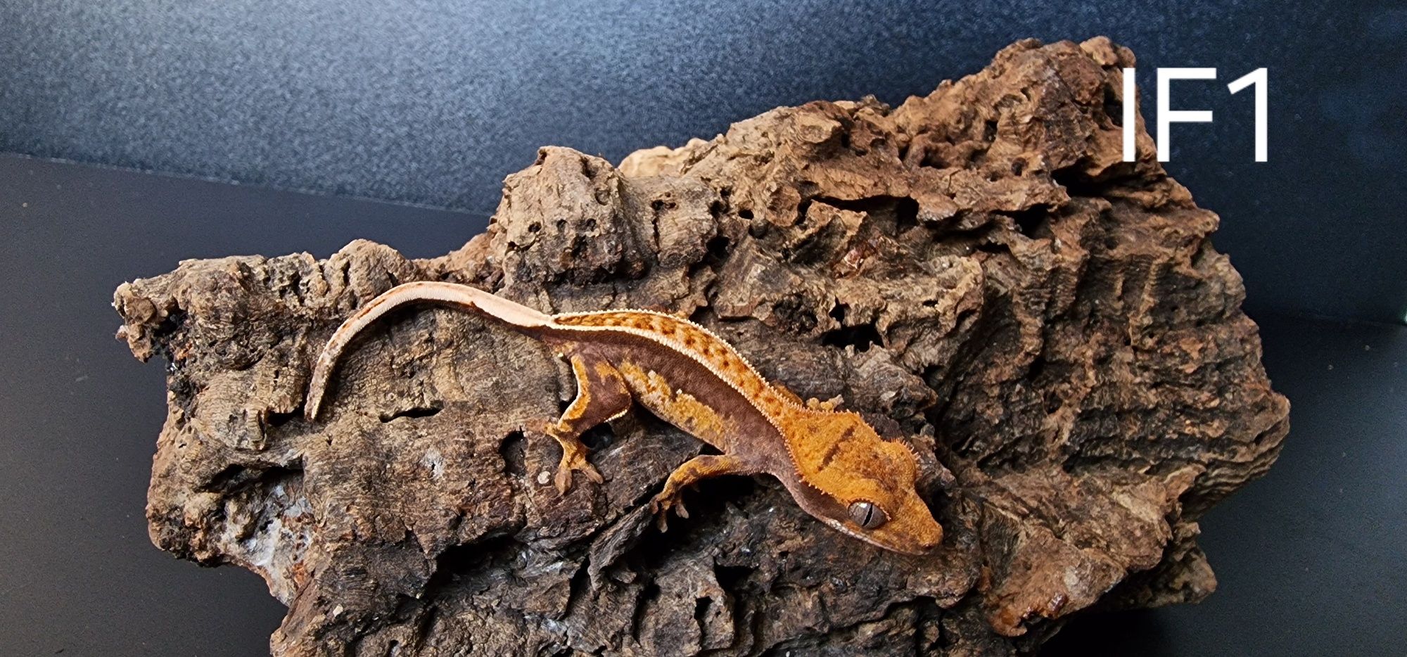 Gekon orzęsiony , Gekony Jaszczurka Terrarium