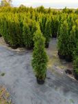 Tuja Thuja szmaragd 80cm Transport.