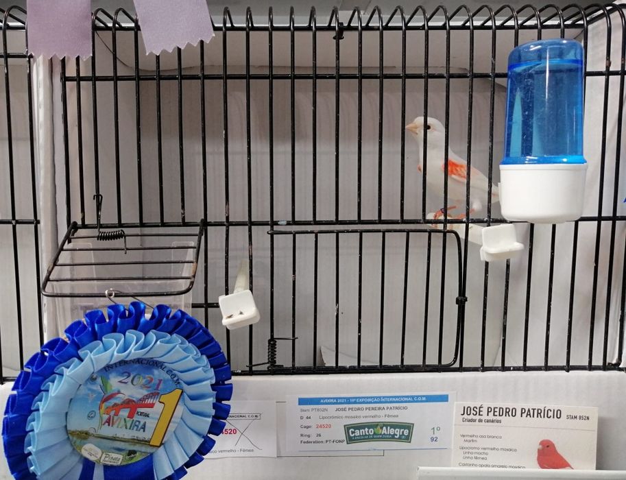 Canários Mosaico Vermelho Linha Fêmea