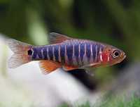 MISIEKZOO Karpiowate - Danio Erythomicron Microrozbora