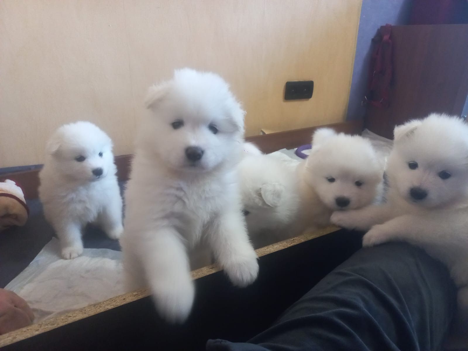 Samoyed odbiór gotowe do zmiany domu