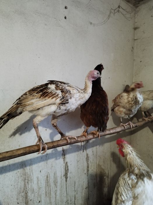 Młode indyki, samce/samica