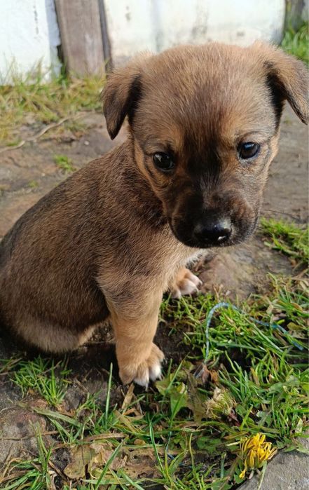 Цуценята - хлопці в добрі руки