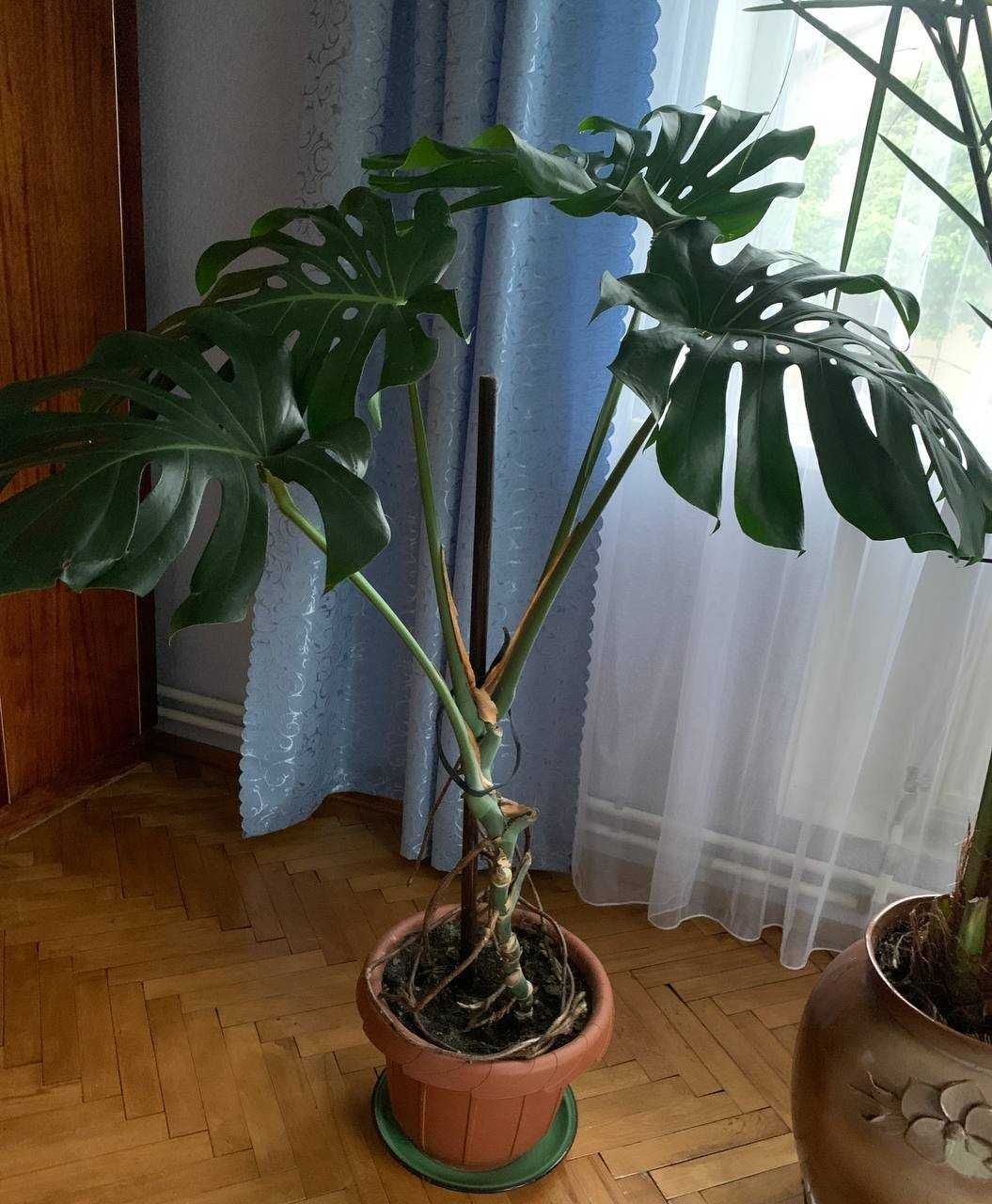 Продам кімнатні рослини