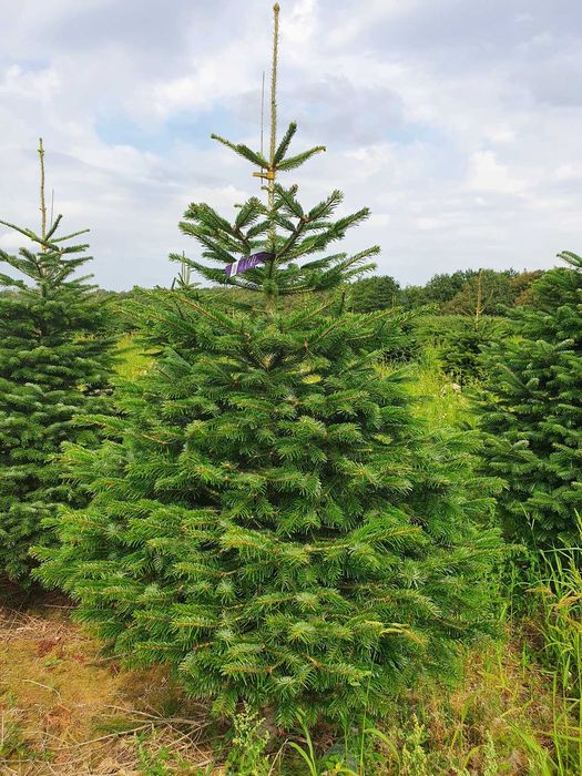 Jodła Kaukaska cięta lub w donicy 200 - 250 cm Premium / TuChoinki.pl