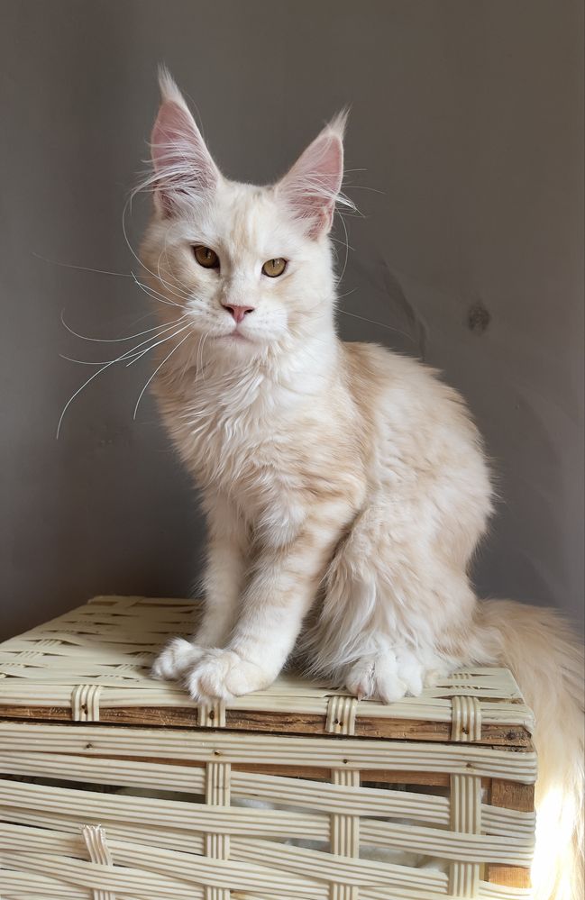 Котенок Мейн кун