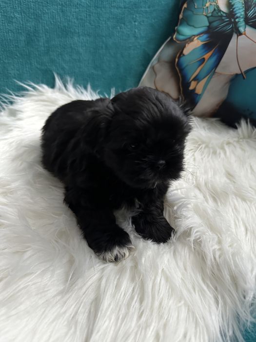 Shih-tzu śliczny czarny piesek-ZAREZERWOWANY