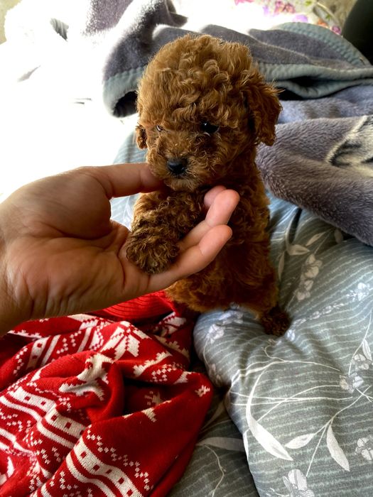 VIP мини мальчик Red Brown — лучшее из Кореи