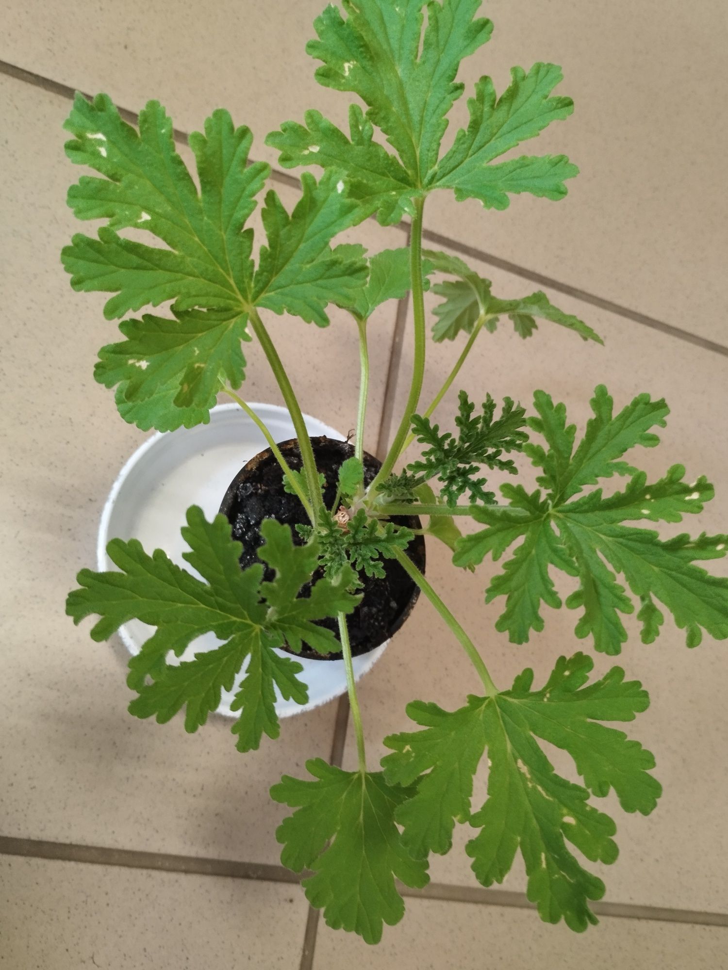 Geranium - anginka