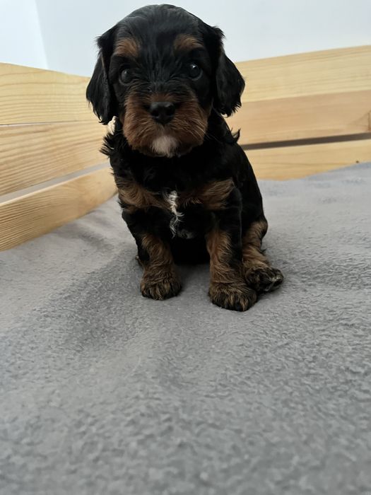 Sunia cavapoo do rezerwacji