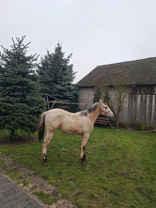 Sprzedam klaczkę po tarantach