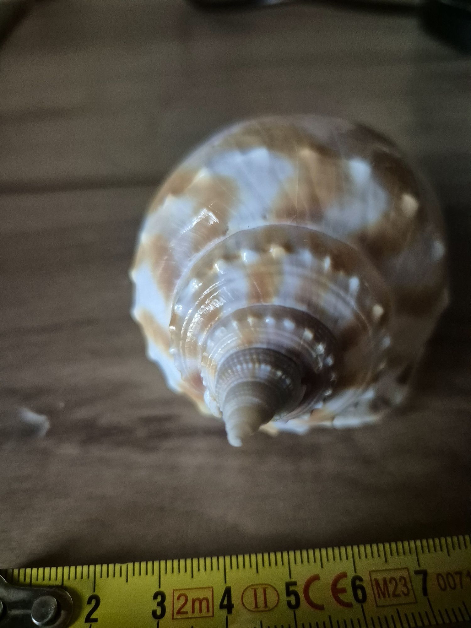 Muszla Kolekcionerska