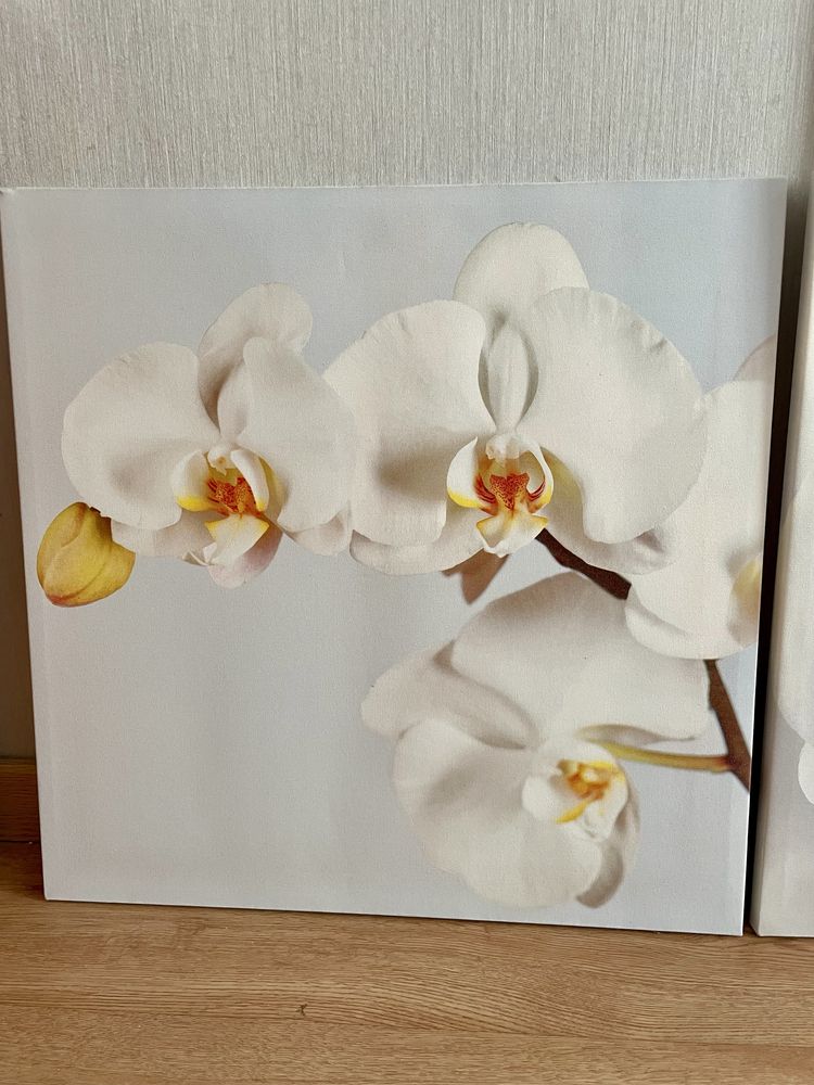 Quadros orquidea