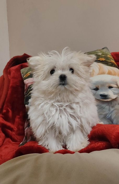 Urocze Szczenięta Maltipoo  • GOTOWE DO ODBIORU •
