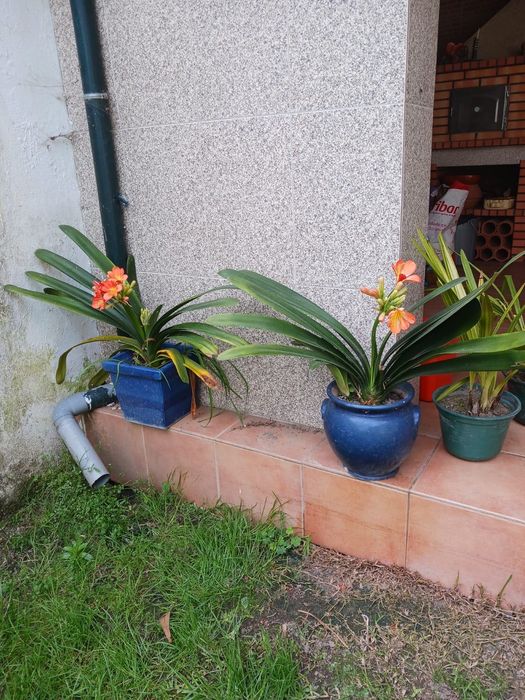 Plantas/Flores muita variedade