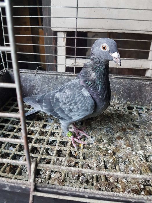 Gołębie pocztowe ,samica