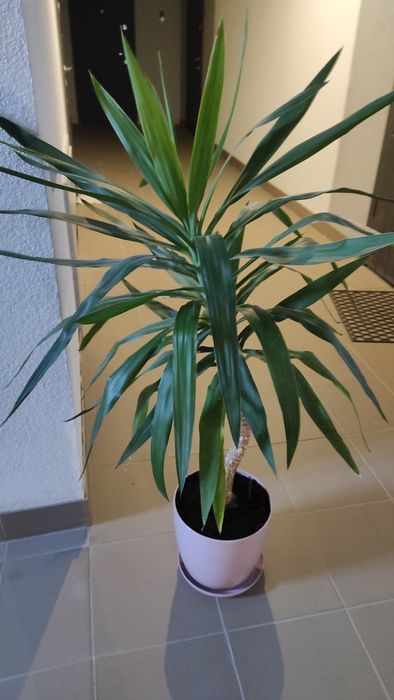 Продам Юку( велика)