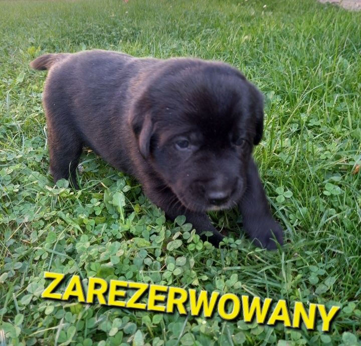 Szczeniak /piesek do oddania za darmo
