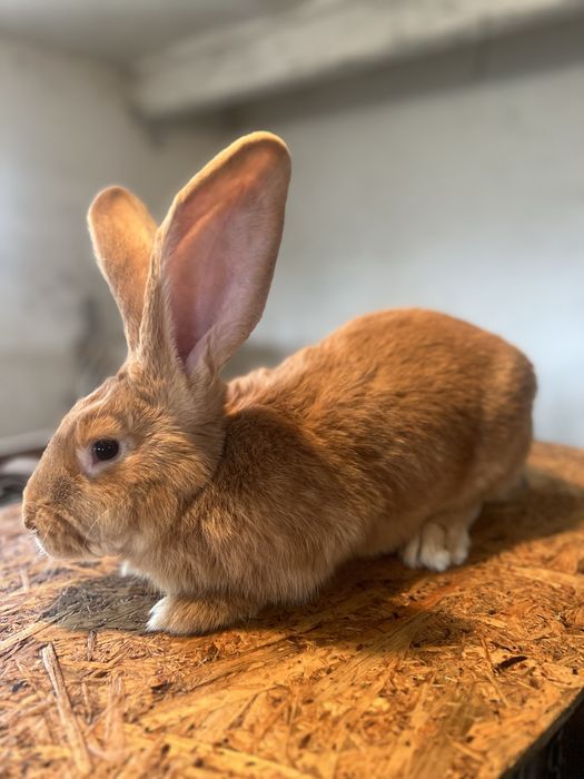 Królik Olbrzym belgijski żółty samiec ok 5,5 kg