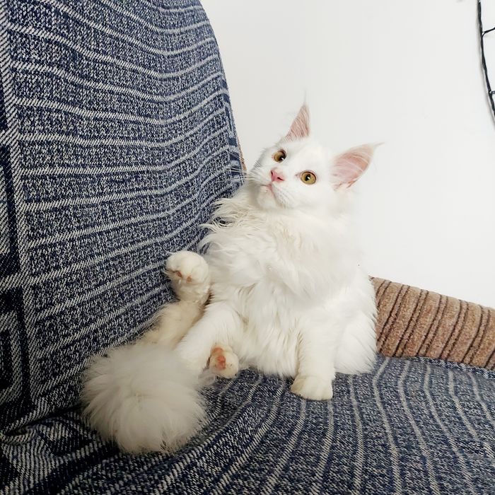 Білосніжна дівчинка Мейн Кун