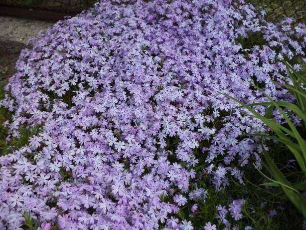 Продам Брунеру, Морозник,Герань,Осока,Фиалка, Флоксы