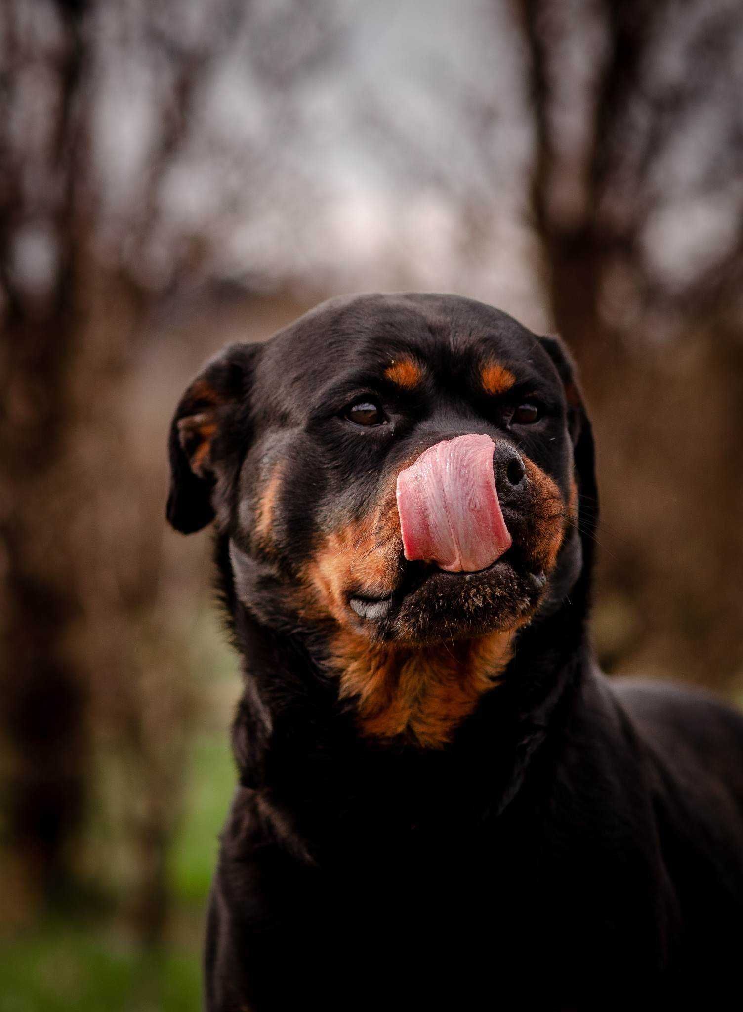 Chanel, sunia z rodowodem. Uwielbia ludzi i wodę.